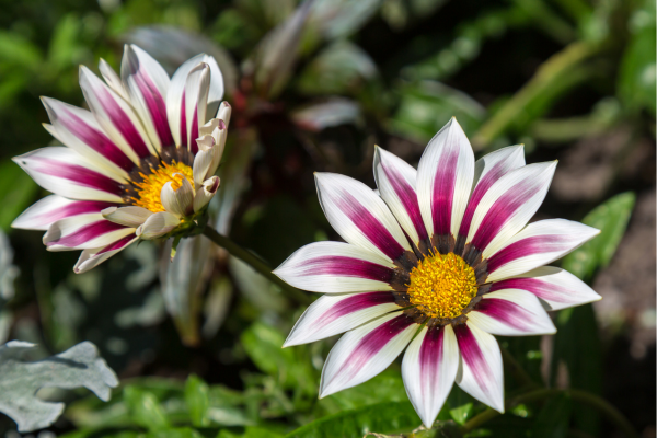 Gazania